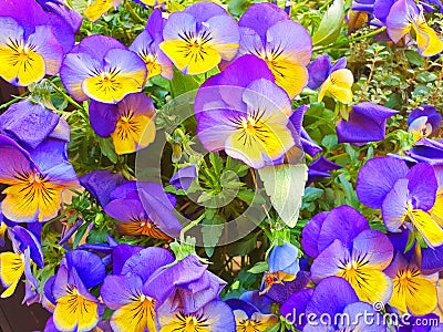 Yellow and violet viola tricolor flowers Stock Photo