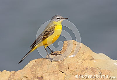 Yellow wagtail Stock Photo