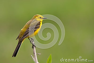 Yellow wagtail Stock Photo