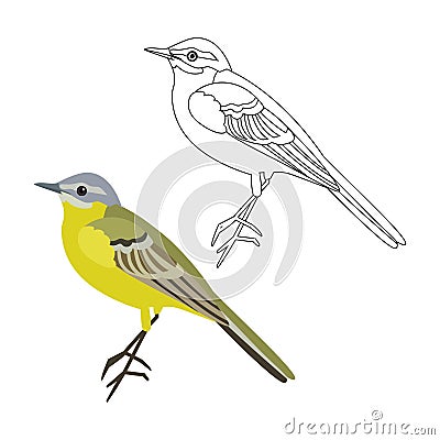 Yellow wagtail bright beautiful cute bird Stock Photo