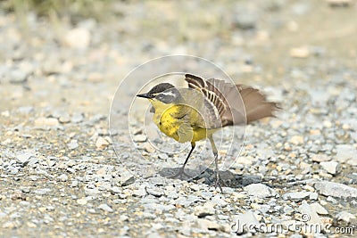 Yellow Wagtail Motacilla flava Stock Photo