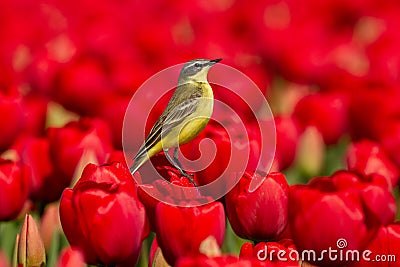 Yellow Wagtail on a red tulip Stock Photo