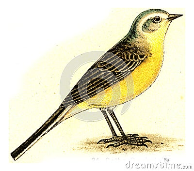 Yellow Wagtail, vintage engraving Cartoon Illustration