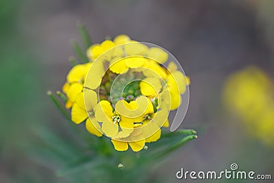 Yellow wallflower Erysimum x cheiri, close-up yellow flowers and buds Stock Photo