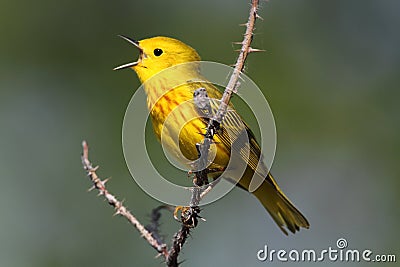 Yellow Warbler Stock Photo