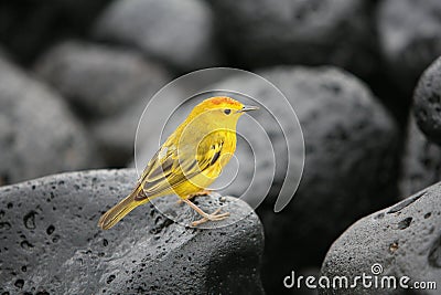 Yellow Warbler Stock Photo