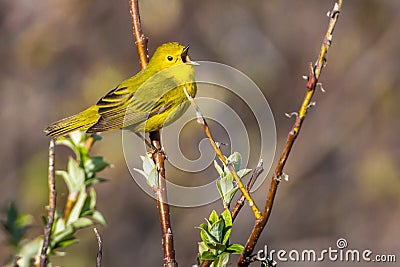 Yellow Warbler Stock Photo