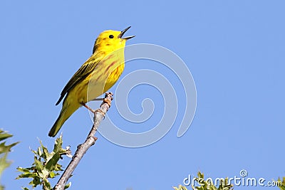 Yellow Warbler (Dendroica petechia) Singing Stock Photo