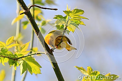 Yellow Warbler Stock Photo