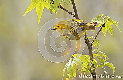 Yellow Warbler Male Stock Photo