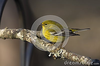 Yellow warbler perched on a limb Stock Photo