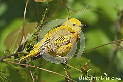 Yellow Warbler Stock Photo