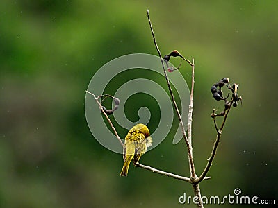 Yellow warbler Setophaga petechia sitting in tree hiding head from rain Vilcabamba, Ecuador Stock Photo