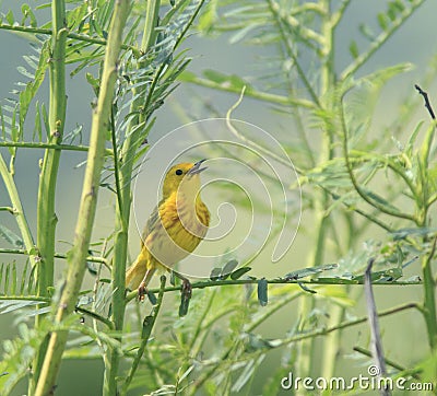 Yellow warbler singing Stock Photo