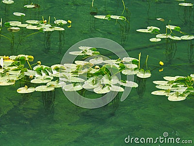 Yellow Water-Lily with Stems Visible Through Clear Water Stock Photo