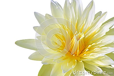 Yellow water lily Stock Photo