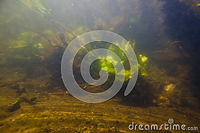 Yellow water-lily bush in fast current on bed of freshwater river with clear water and dense vegetation Stock Photo