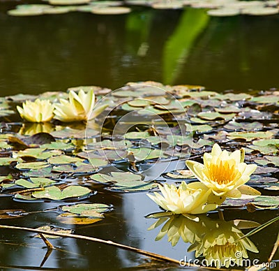 Yellow water lily (lotus) Stock Photo