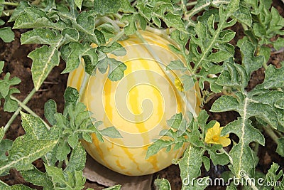 Yellow watermelon growing in the field Stock Photo