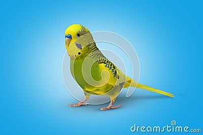 Lime yellow wavy parrot on blue background Stock Photo