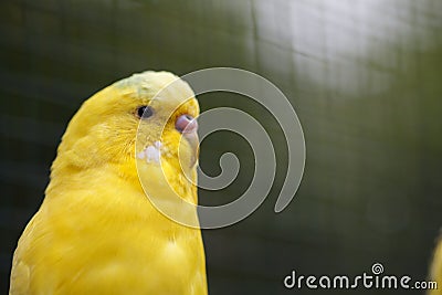 Yellow wavy parrot close-up on nature. Stock Photo