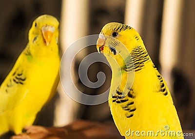Yellow wavy parrot portrait in macro, female seating in front of mirror, close-up Stock Photo