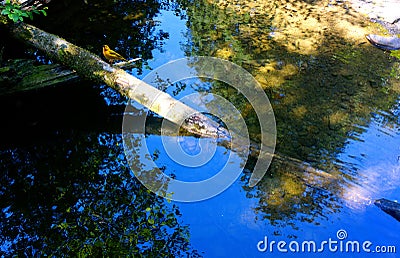 Yellow Weaver Bird on Log in Pond Stock Photo