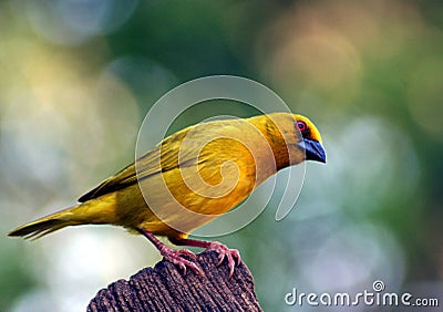 Yellow Weaver Bird Stock Photo