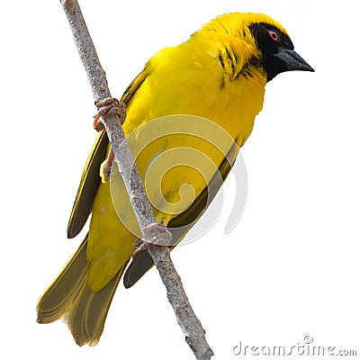 Yellow Weaver bird in a tree isolated Stock Photo
