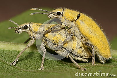 Yellow Weevil Mating Stock Photo