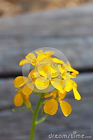 Yellow Western Wallflower, Erysimum capitatum Stock Photo