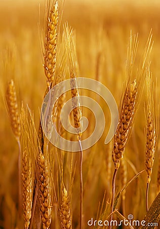 Yellow wheat. Stock Photo