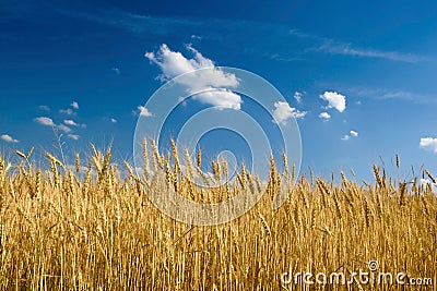 Yellow wheat field with blue sky Stock Photo