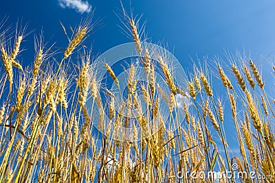 Yellow wheat field with blue sky Stock Photo