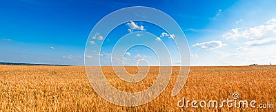 Yellow wheat field under blue sky Stock Photo