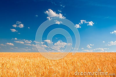 Yellow wheat field under blue sky Stock Photo