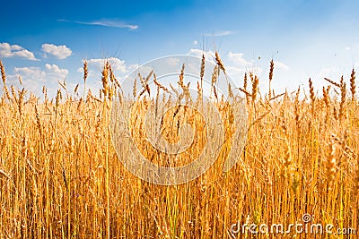 Yellow wheat field under blue sky Stock Photo