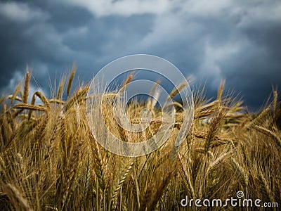 Yellow wheat field under dark storm cloud sky Stock Photo