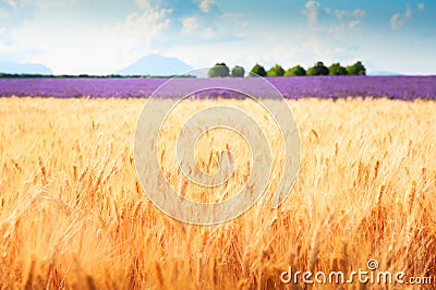 Yellow wheat field in Valensole, Provence, France. Selective focus. Summer landscape Stock Photo