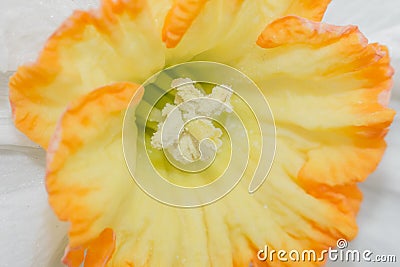 Yellow White Daffodil Stock Photo