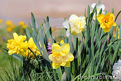 Daffodil Flowers in Garden Stock Photo