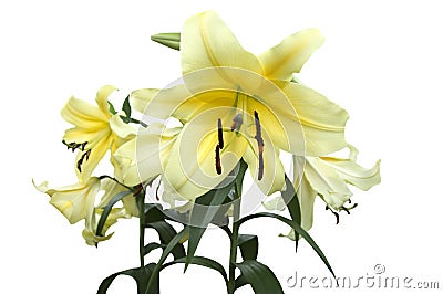 Yellow-white lilies Stock Photo