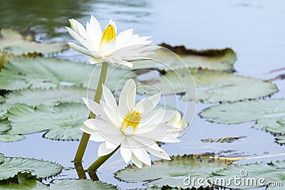 Yellow White Lotus flower Nymphaea lotus or water-lily, family Nymphaeaceae Stock Photo