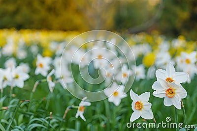 Yellow and white narcissus or Daffodils field. Stock Photo