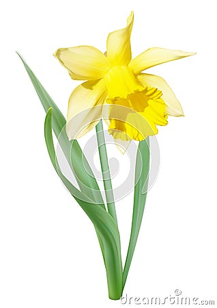 Yellow-white narcissus flower Vector Illustration