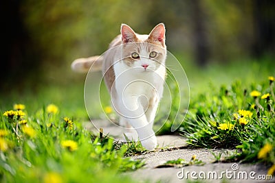 Cat walking on paving stones in garden Stock Photo