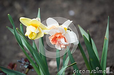 Yellow and white with pink terry daffodils Stock Photo