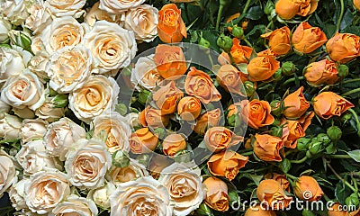 Yellow and white roses Stock Photo