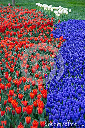 Yellow and white tulips and blue hyacinths Stock Photo