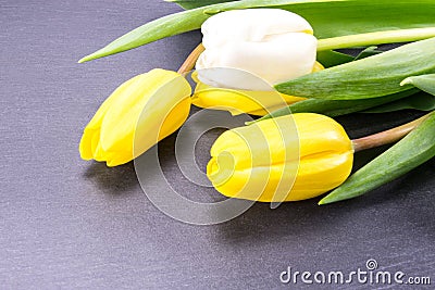 Yellow And White Tulips On Slate Background Stock Photo